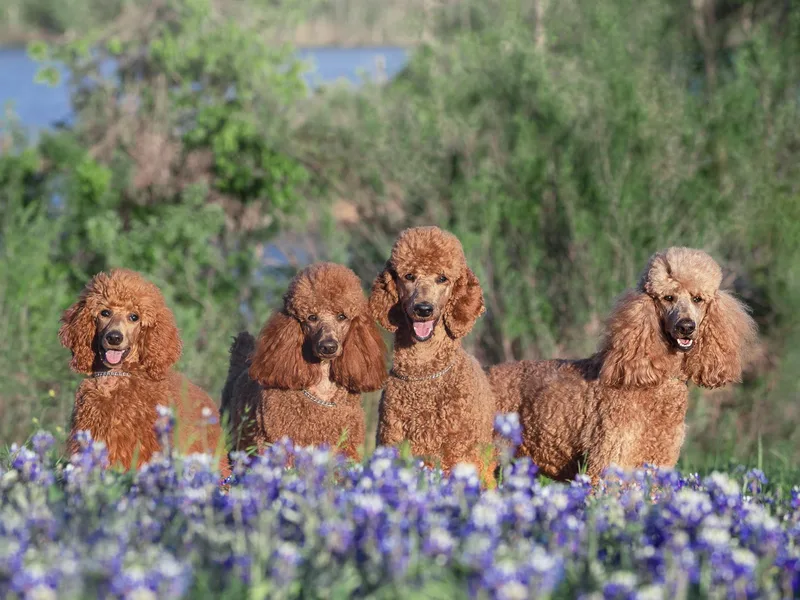 Independence Poodles photo 1
