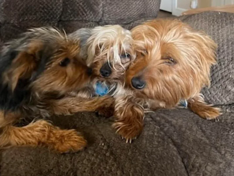 Independent Breeder