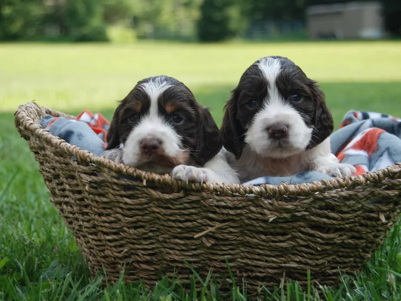 Indian Creek Springers and Doxies