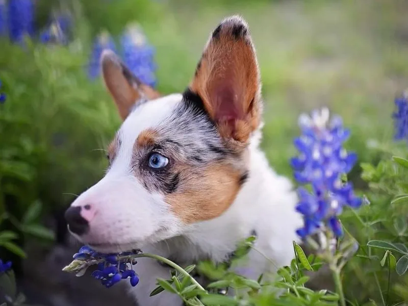 Indian Trail Corgis photo 1