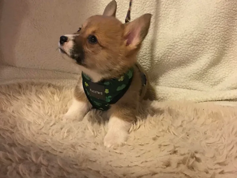 Indian Valley Corgies