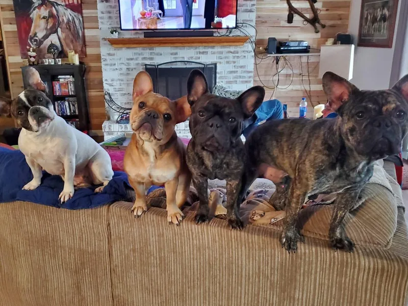 Indiana French Bulldog Puppies