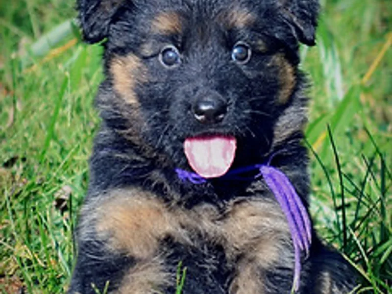 Indiana German Shepherds (Kristi Schmidt)