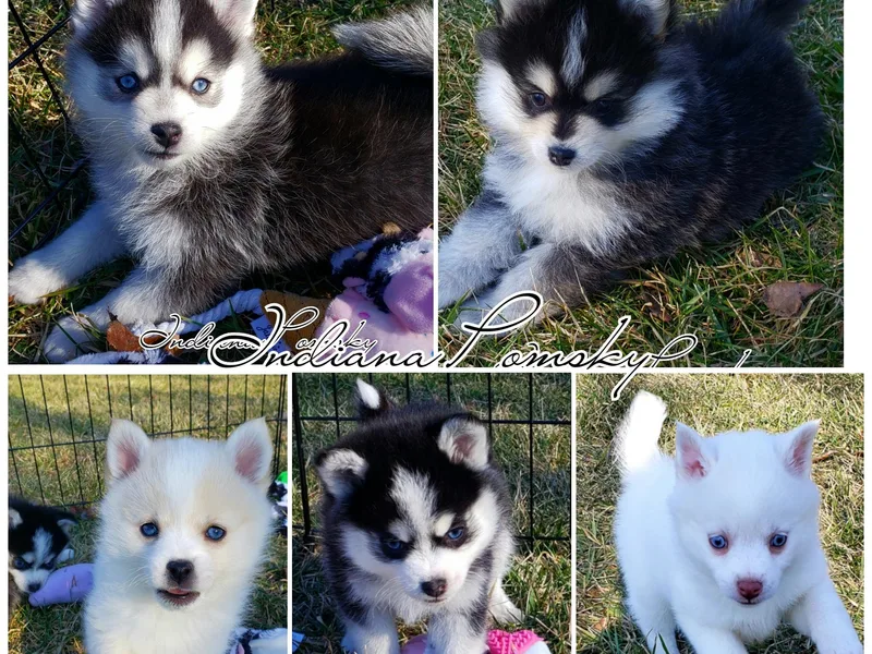 Indiana Pomsky