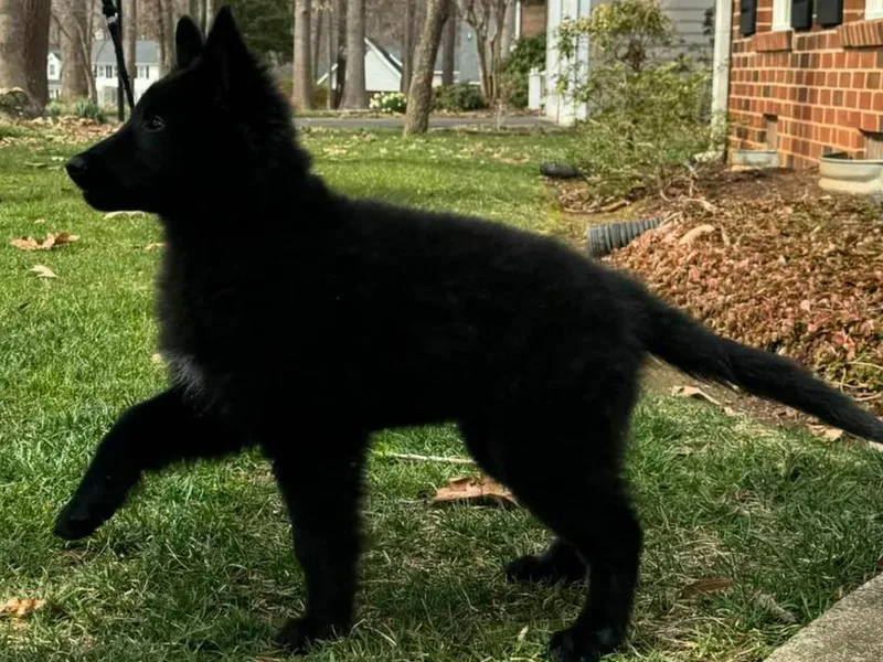 Indigo Hill Belgians &amp; Shetland Sheepdogs