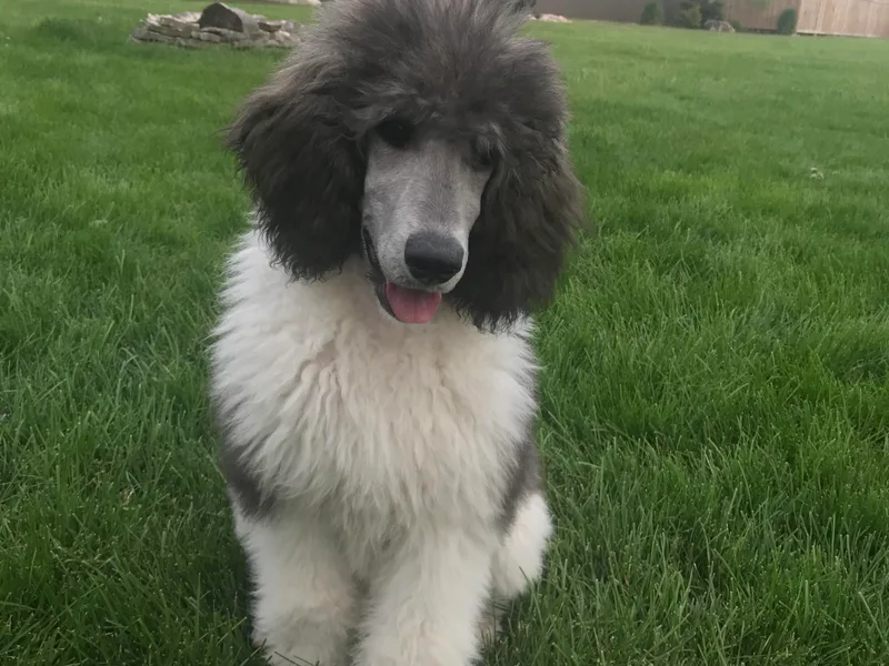 Indigo Standard Poodles