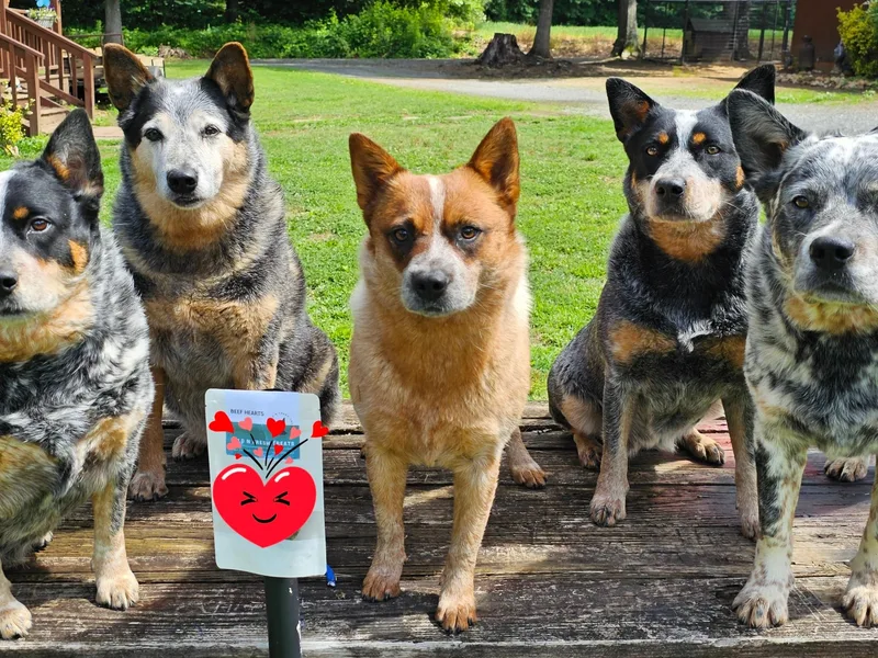Indigojos Australian Cattle Dogs