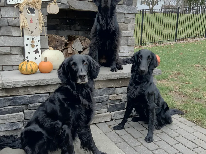 Indulgent Flat-Coated Retrievers
