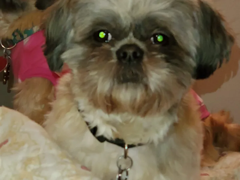 Indy Unique Shih Tzu