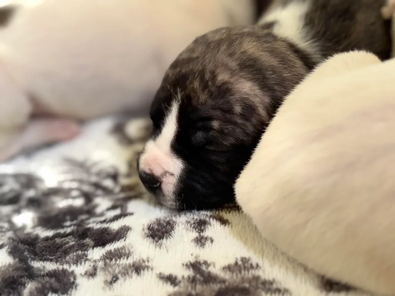 Àine Amstaffs photo 1