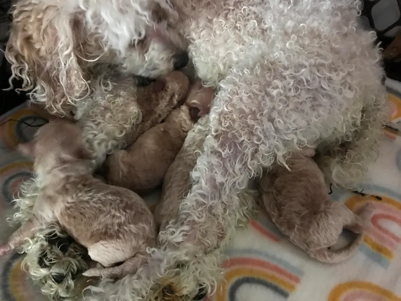 Ines Ojeda's Poodles