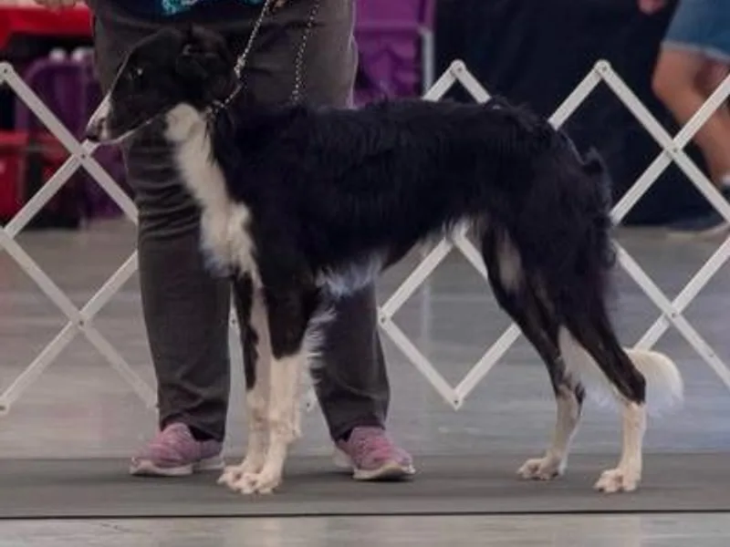 Infinite Paws-Abilities photo 1