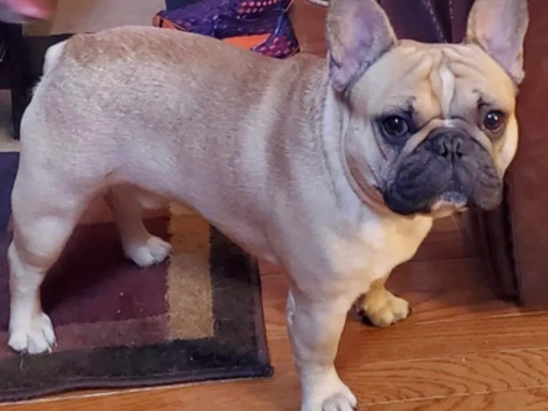 Infinity Boxer’s n Infinity French Bulldog’s Von Helm