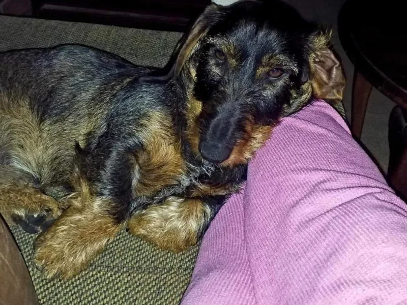 Infinity Canine photo 1