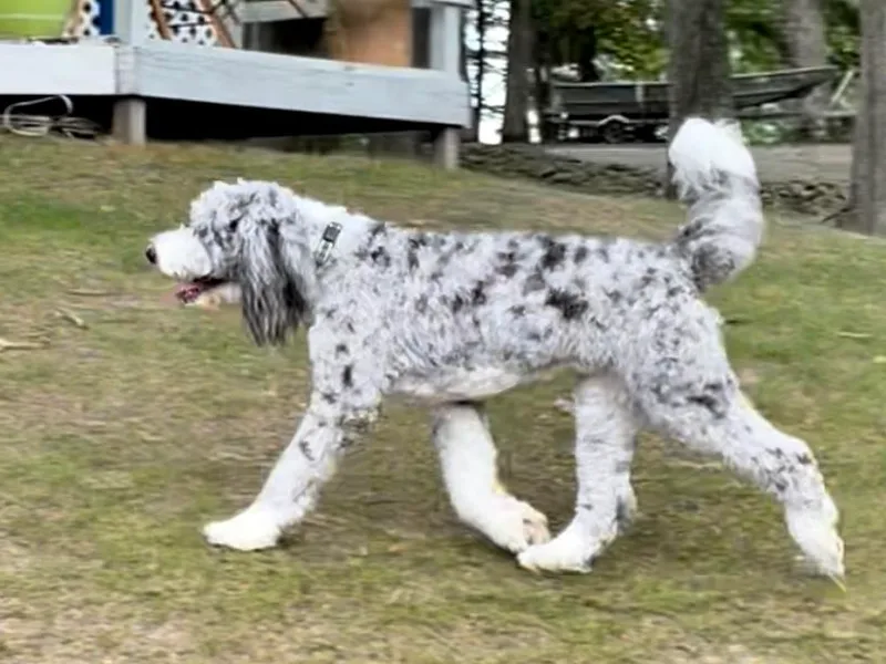 Infinity Farm Puppies