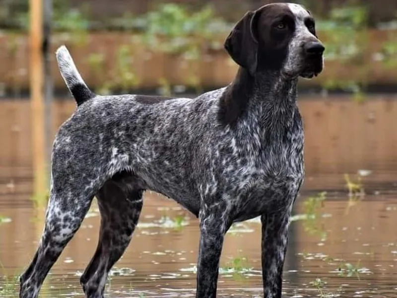 Infinity German Shorthaired Pointers