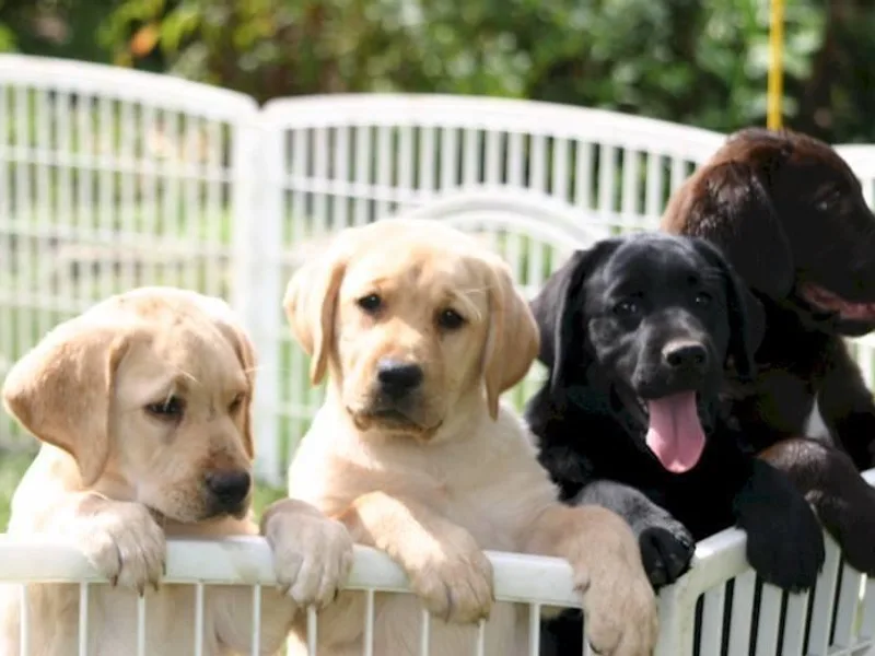 Infinity Labradors photo 1
