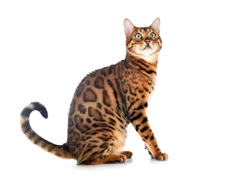 InfinityBengals