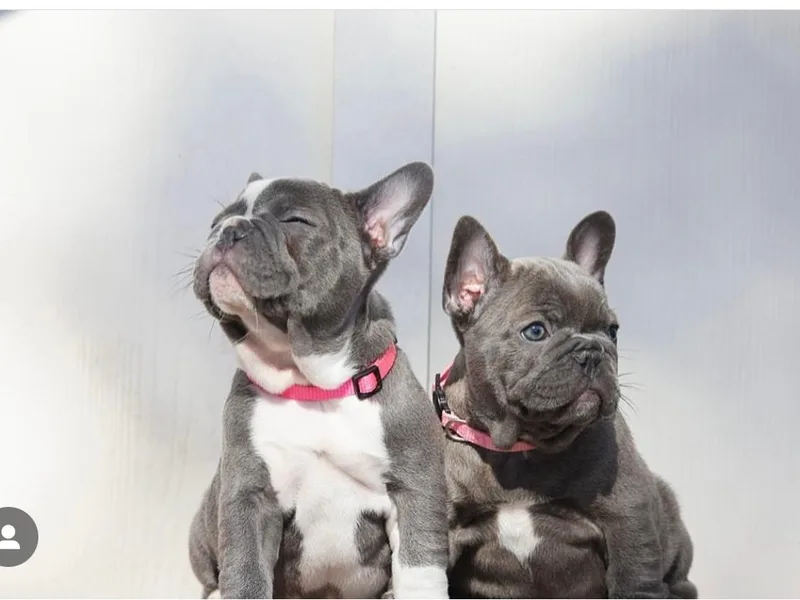 Ingram Ranch Frenchies