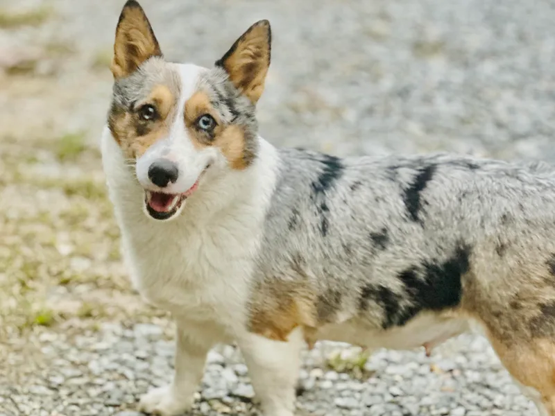 Ingram's Corgis