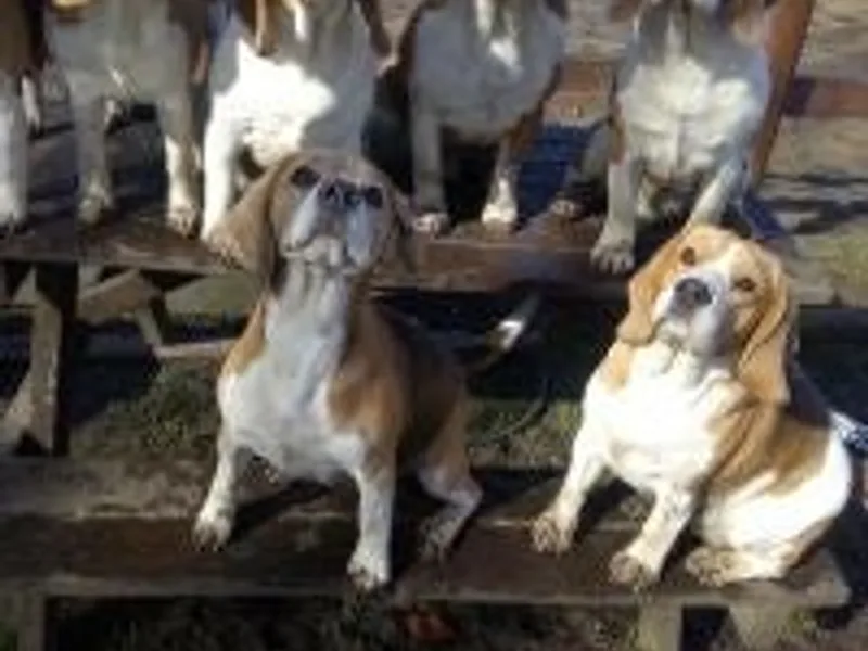 inkaz beagles photo 1
