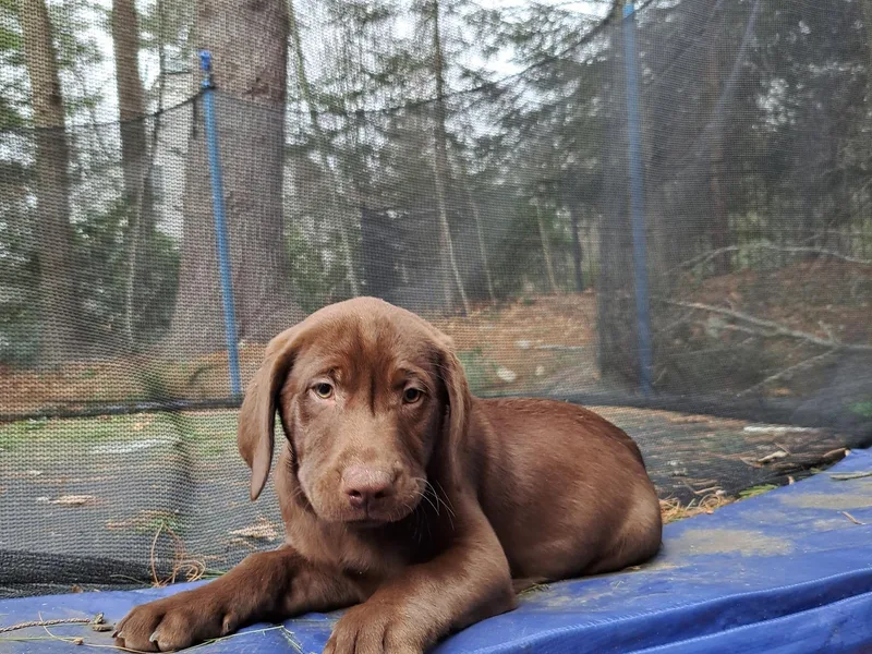 Inna's Labrador Retrievers