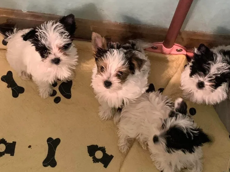 Inskeep’s Precious Paws