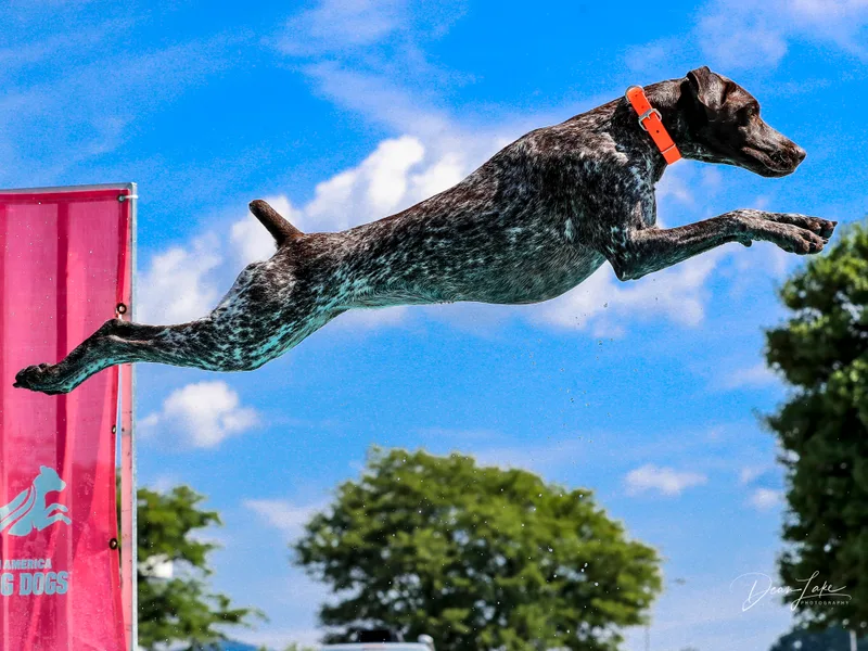 Inspire German Shorthaired Pointers