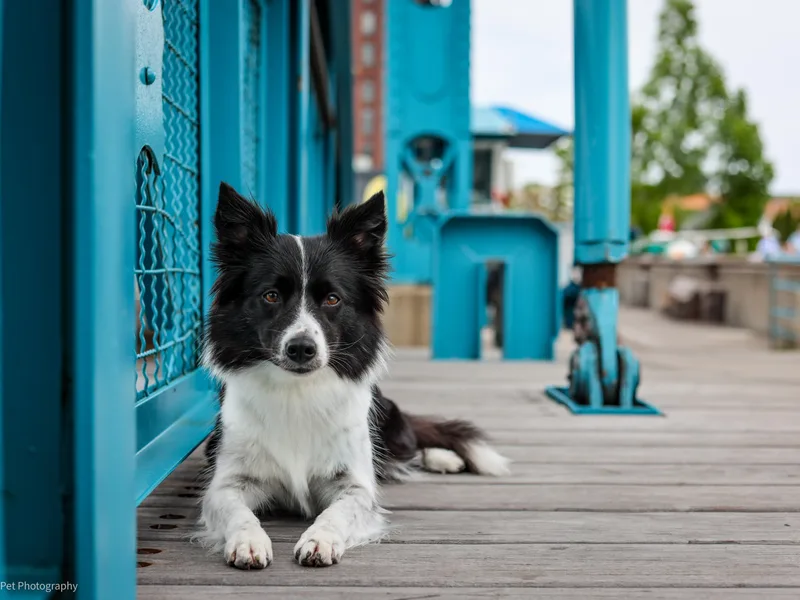 Inspire Performance Dogs