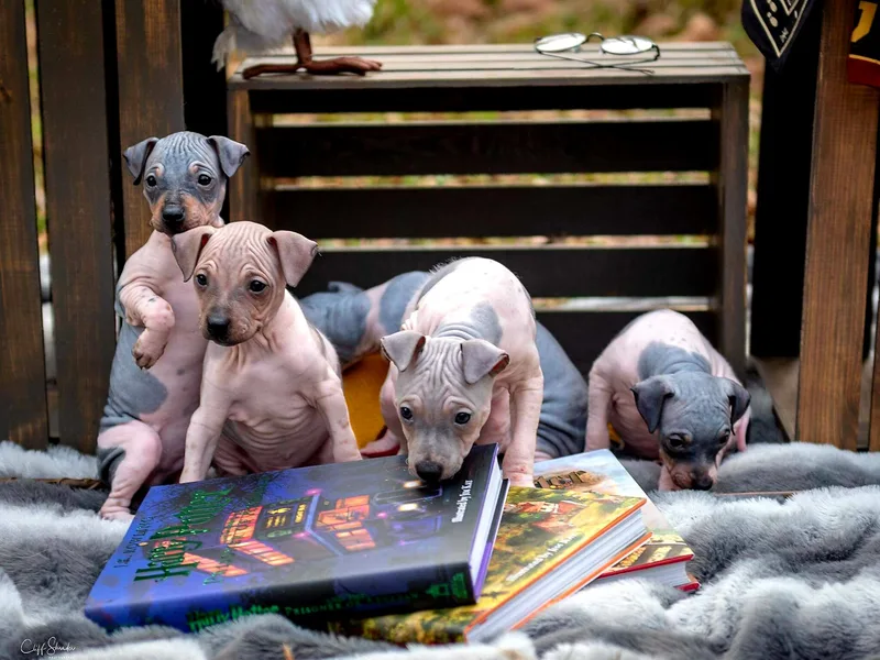 Inspired Flat-Coated Retrievers and American Hairless Terriers