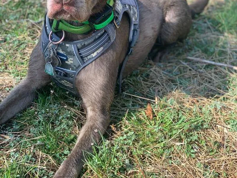 Integrated K9 photo 1
