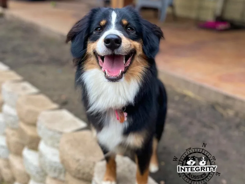 Integrity Aussies Tx