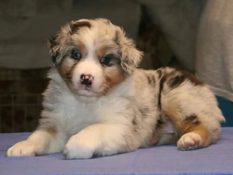 Integrity Australian Shepherds