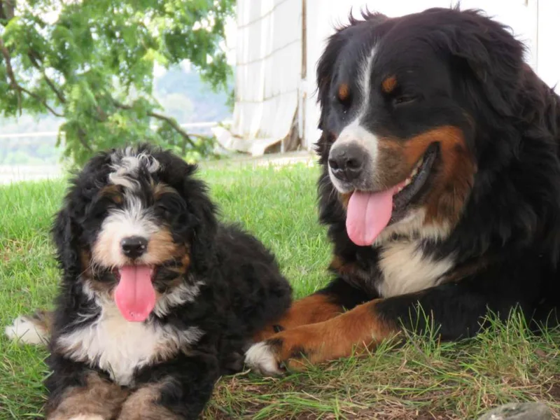 Integrity Bernedoodles