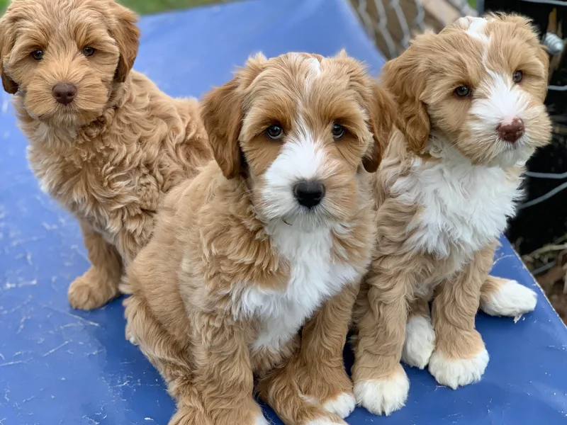 Integrity Labradoodles photo 1