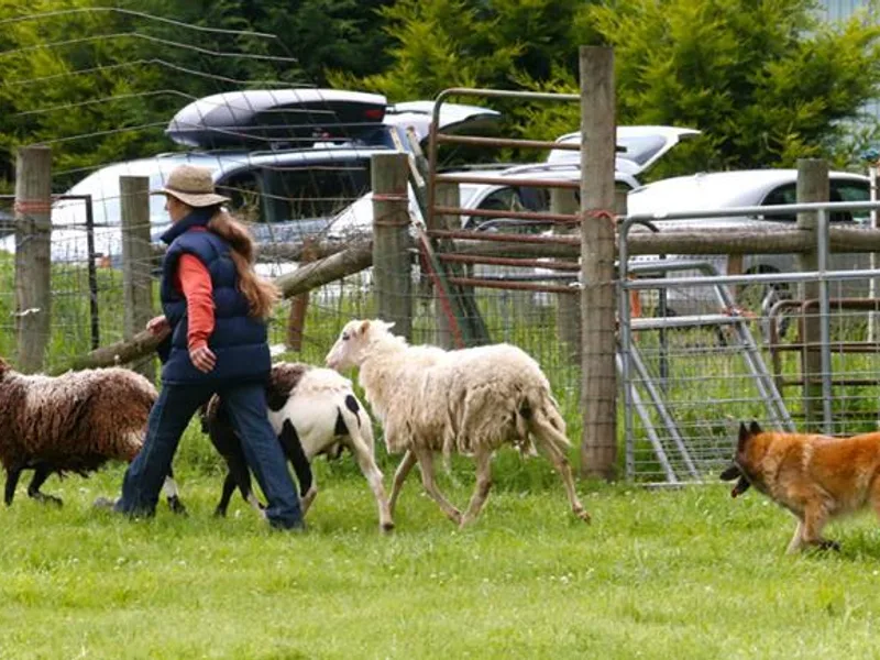 Intention Hill Belgian Shepherds photo 1