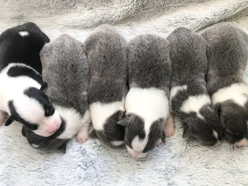 Intergalactic Corgis