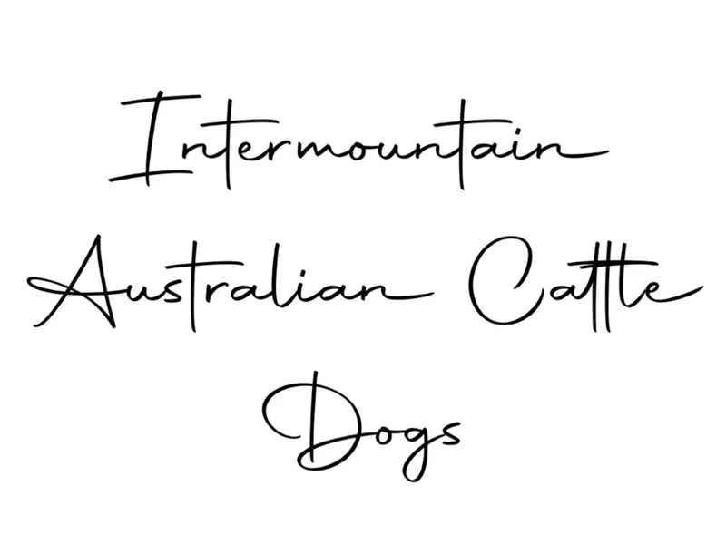 Intermountain Australian Cattle Dogs