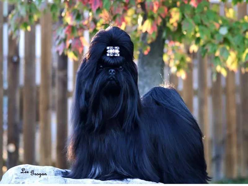 Intuition Shih Tzu