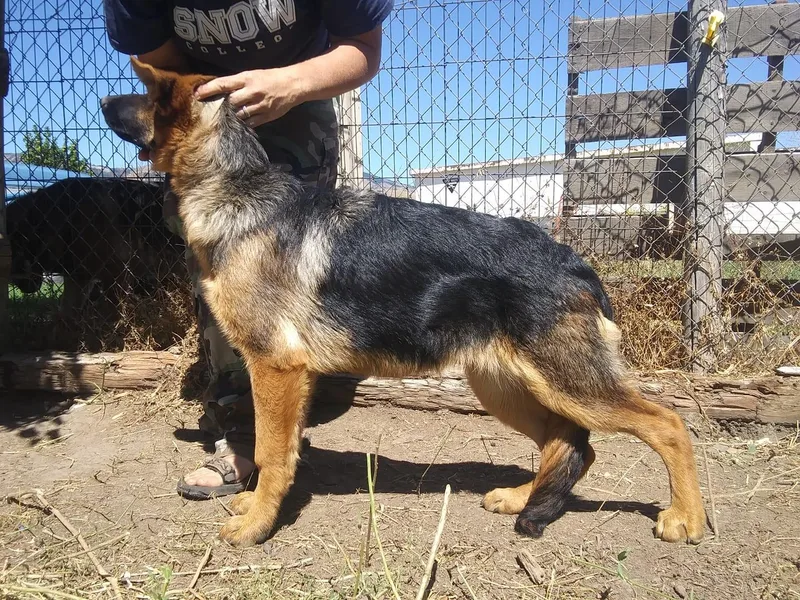 Invelvet Kennels