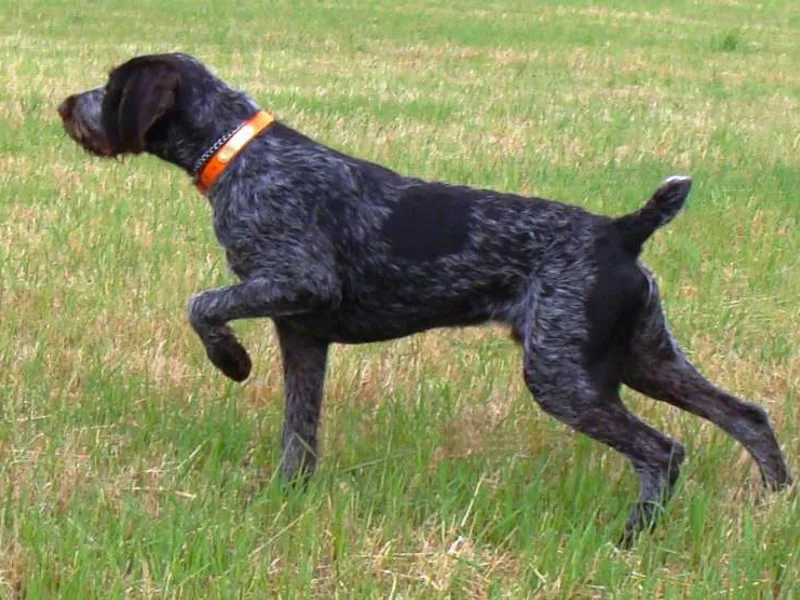 Inverness Kennels