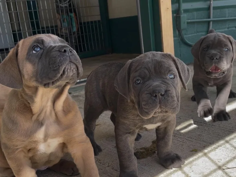 Invicta Cane Corso photo 1