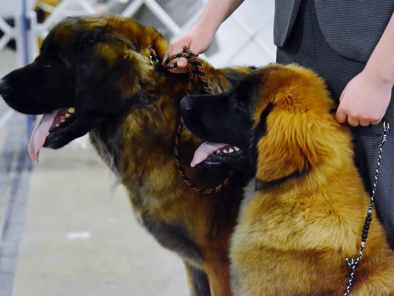 Invictus Leonbergers