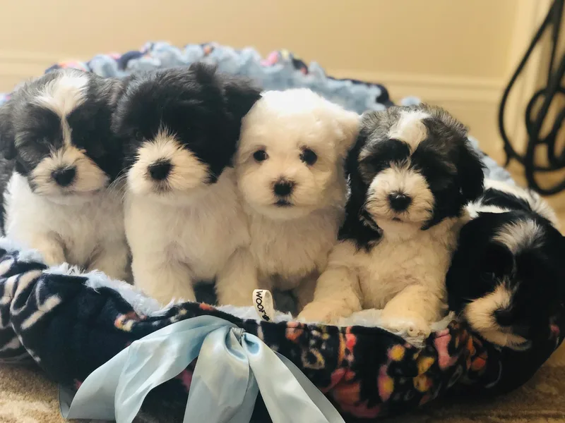 InVolo Papillons &amp; Havanese