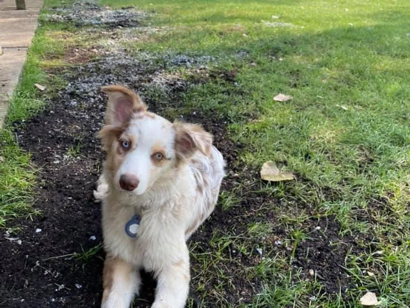 Ionia Aussies