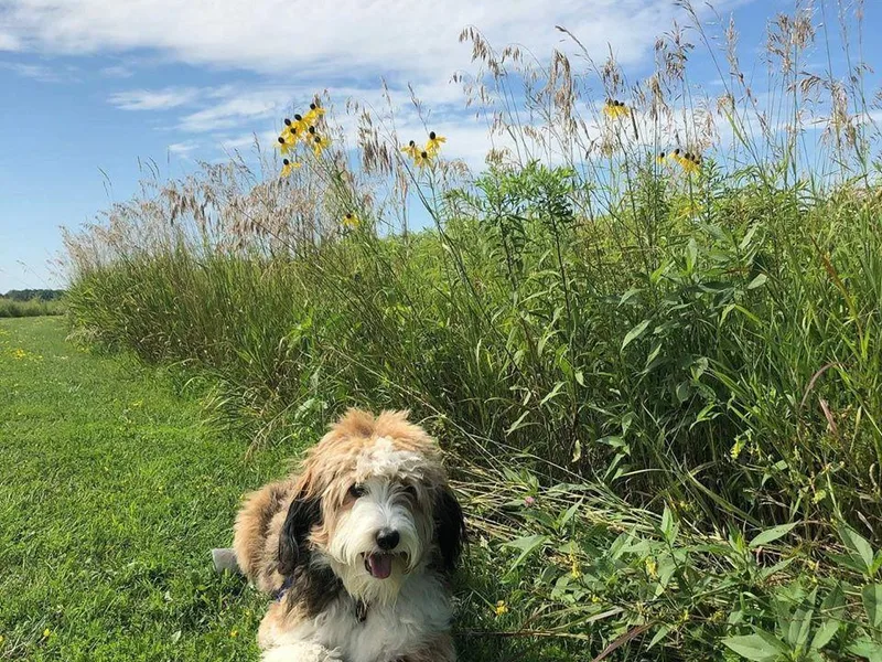 Iowa's Doodle Co.