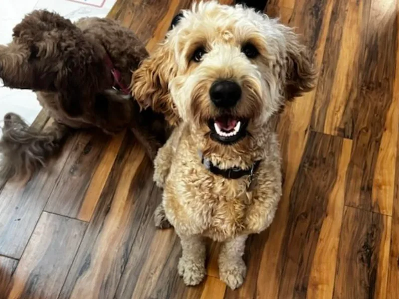 Ireland's Goldendoodles