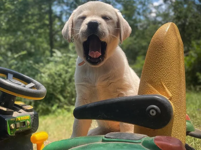 Iris Aisling Labradors