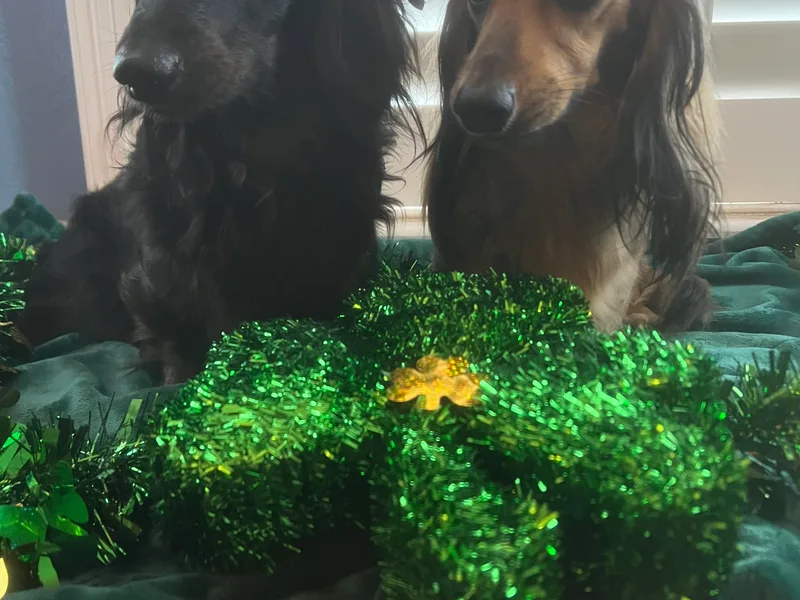 Irish Paws Dachshund Ranch 23 AKC Dachshunds
