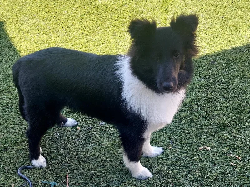 Irma's Shetland Sheepdogs